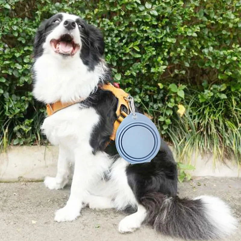 DineMate silicone bowl filled with kibble for travel