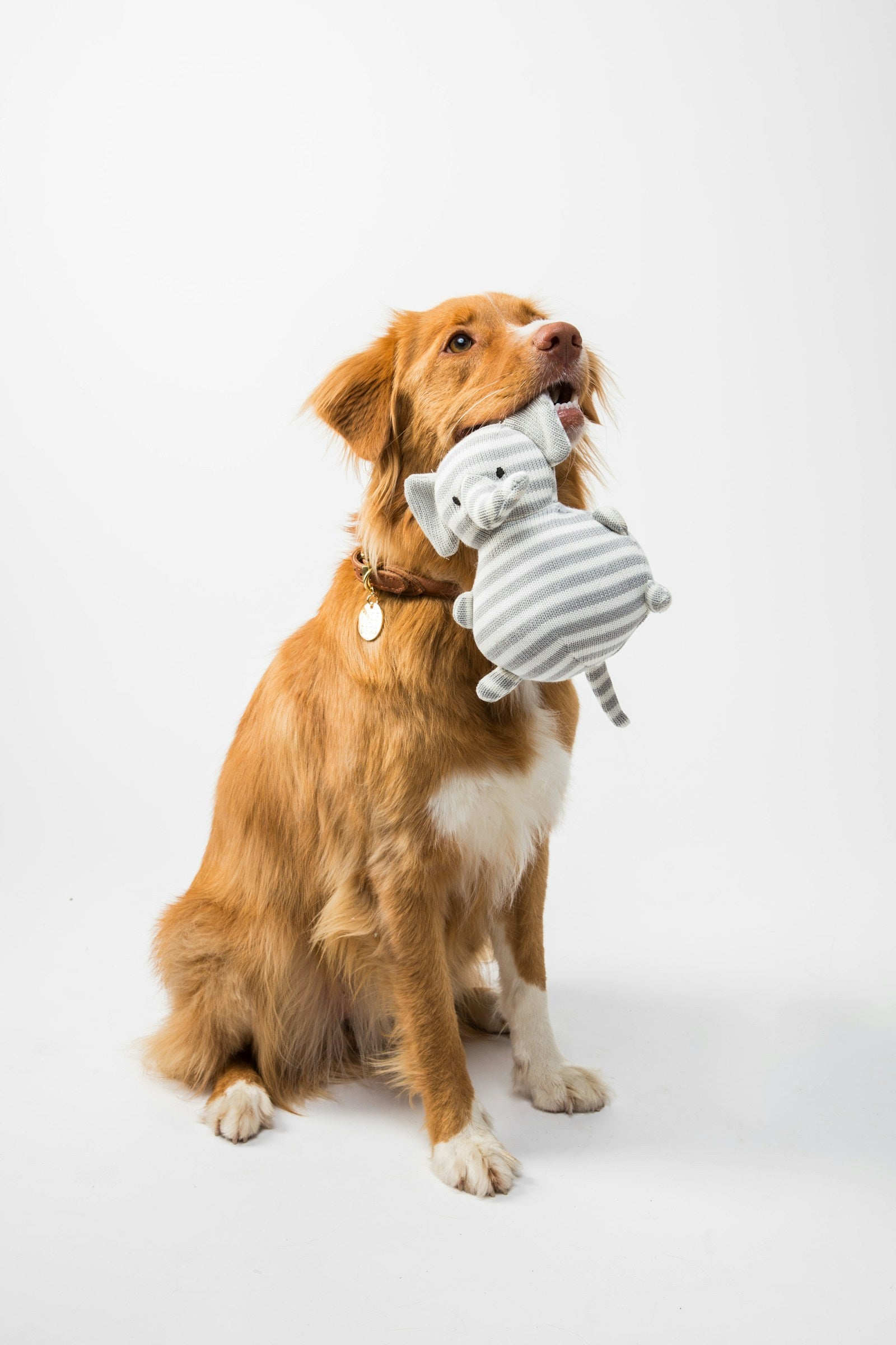 DineMate collapsible travel bowl for dogs - autumn adventure